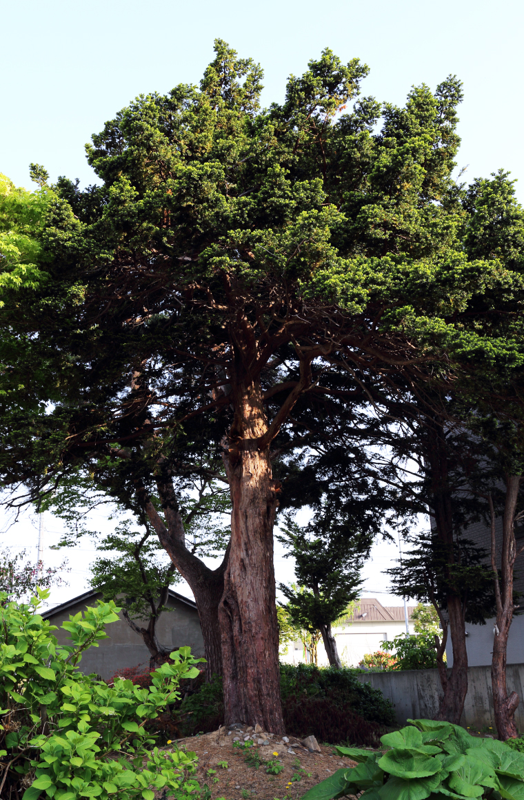 早山家のアカマツ植栽跡の画像